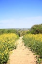 Farming of Rapeseed oil seed